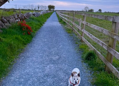 Siúlach Scéalach’ ar ais aris an tseachtain seo