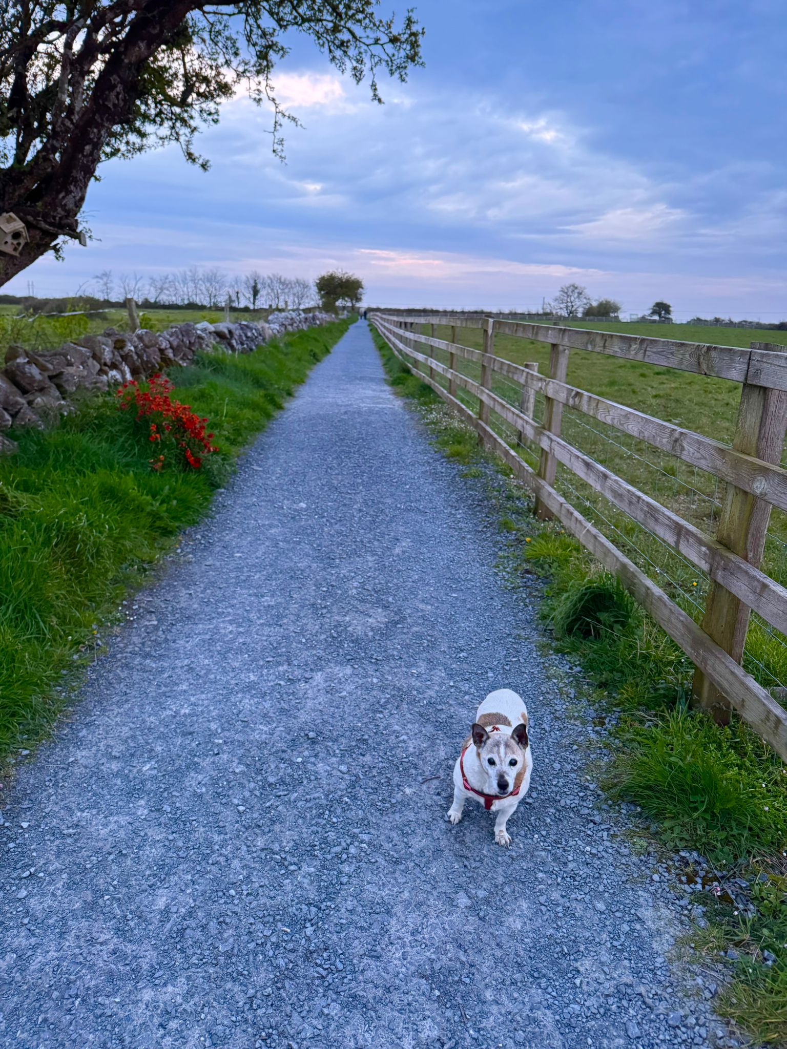 Walking together ‘as Gaeilge’ in the Claregalway sunshine